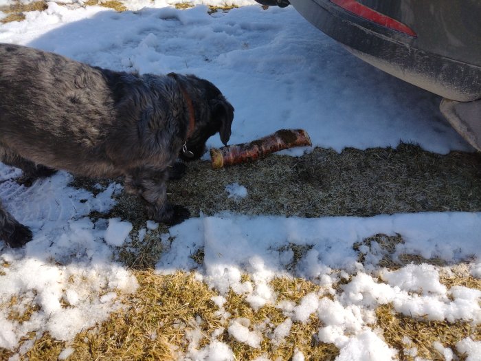 Hund nosar på stort ben bredvid bil i smältande snö.