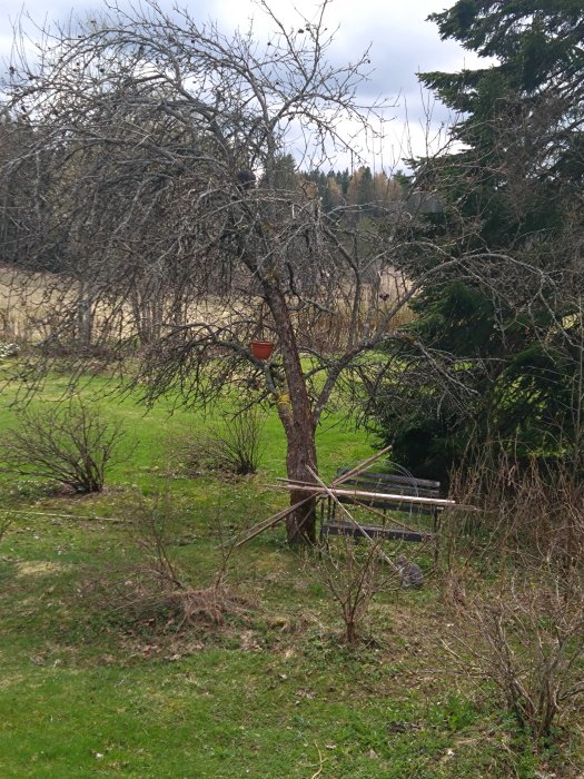 Gammal trädgård med körsbärsträd, grön gräsmatta, buskar och en hängande kruka. Övergivet fågelbord i förgrunden.