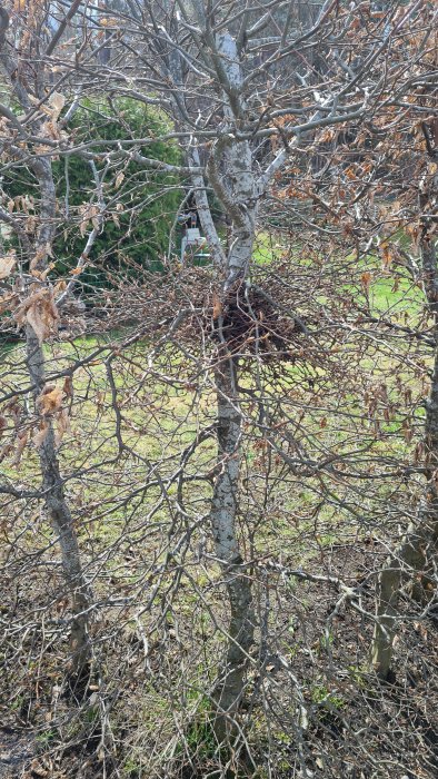 Träd utan löv, grenar i förgrunden, grön bakgrund, dagsljus, utomhusmiljö, trolig tidig vår.