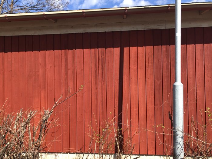 Röd trävägg med vit grund, takränna och stuprör, grenar framför, blå himmel ovan.