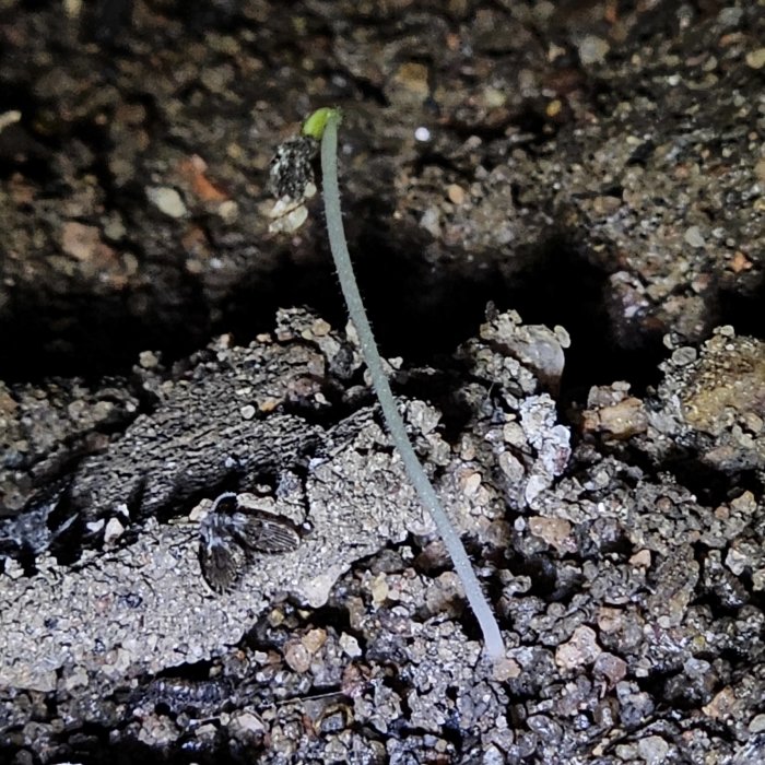 Ung planta växer från jord, fröhölje på toppen, insekt nära, mörk bakgrund, detaljerad jordtextur.