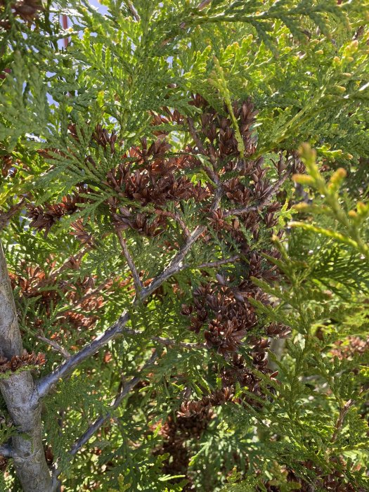Gröna barrträdsblad med bruna kottar, sannolikt cypress eller liknande, i dagsljus.