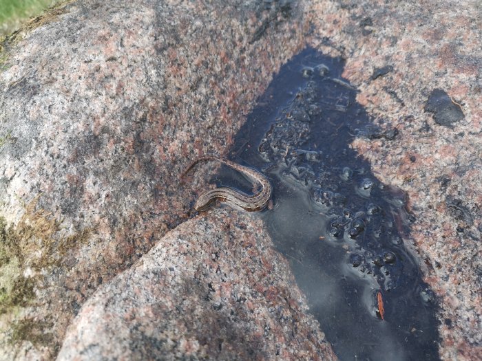 En liten orm vid en vattenansamling på en klippa, omgiven av mossa och bubblor.