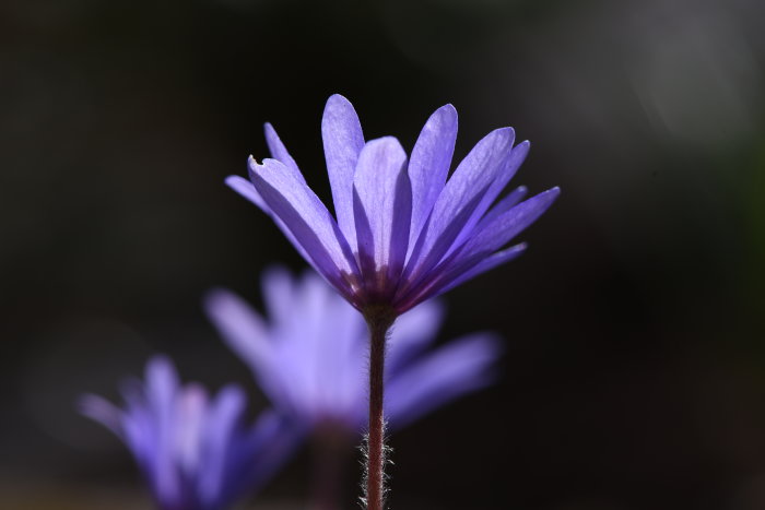 Närbild på lila blomma i fokus mot mörk oskarp bakgrund, ljuset framhäver kronbladens struktur.