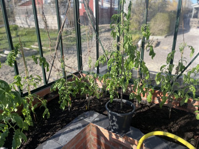 Ett växthus med odlade tomatplantor och någon grönsak, jord, tegel och ett gult bevattningsslang. Soligt väder.