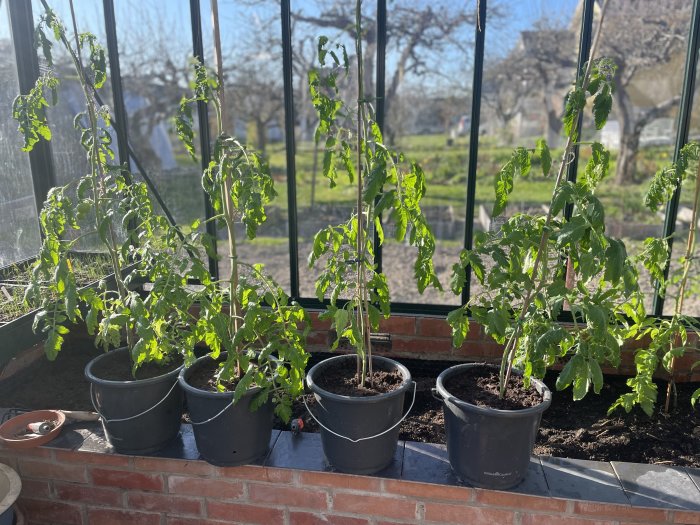 Tomatplantor i krukor i växthus, solljus, tegel, trädgård utanför, vårdag.