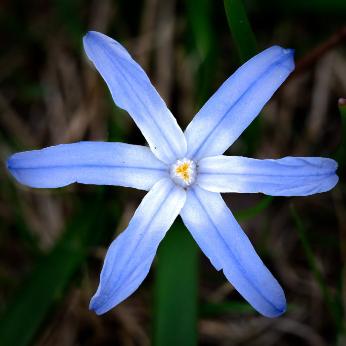 En närbild av en blå stjärnformad blomma med gröna blad i bakgrunden.