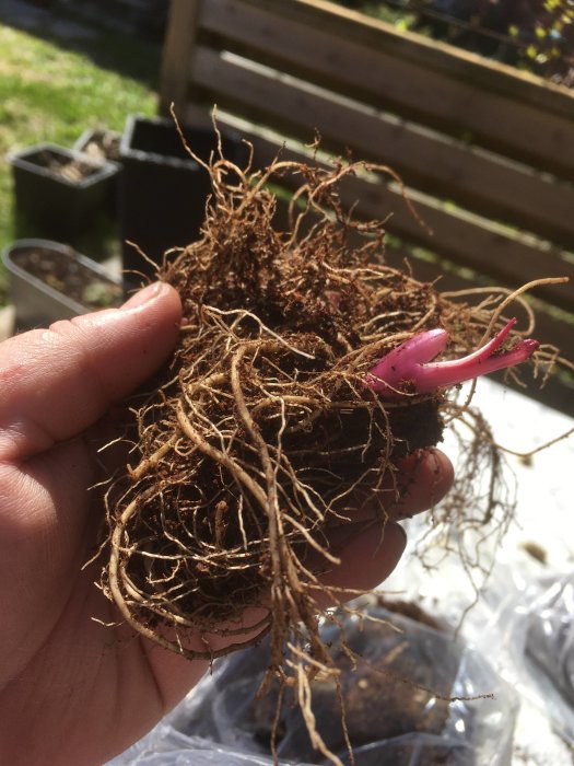 Hand håller en klumpig jordklump med rottrådar och en rosa växtskott. Odlingskrukor och en träbänk i bakgrunden.