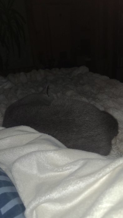 En grå katt sover inlindad i en filt, på en säng i ett mörkt rum.