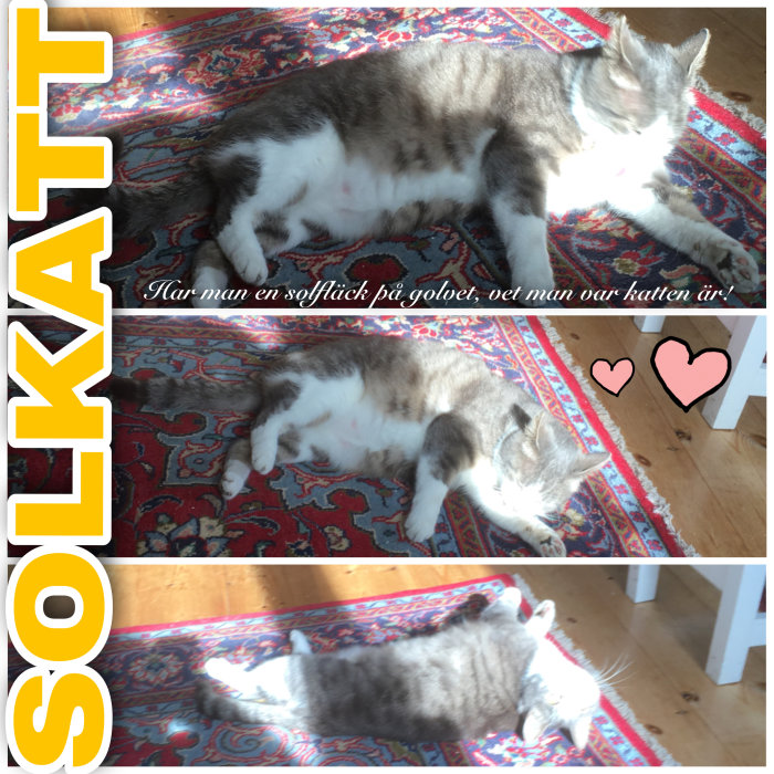 Kollage av katt som njuter av solen på matta, text "SOLKATT" och hjärtan.