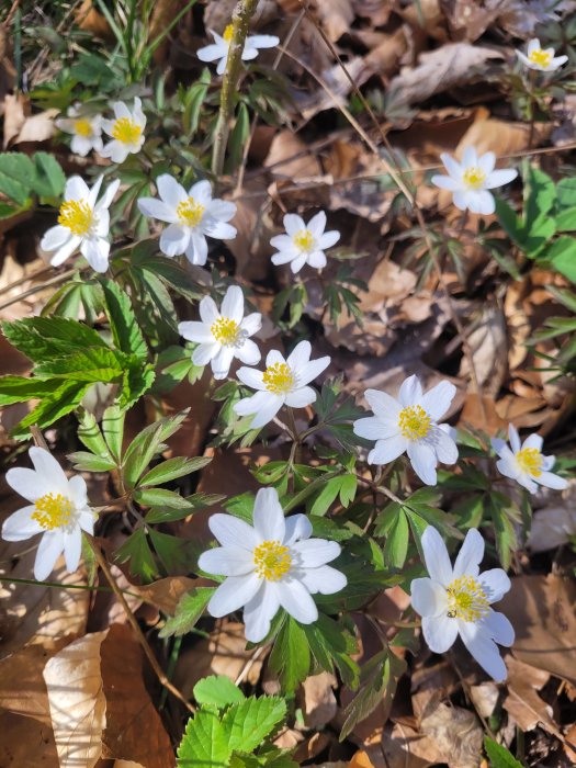 Vita vildblommor, gula mittenställningar, gröna blad, brun lövmark, vårljus.