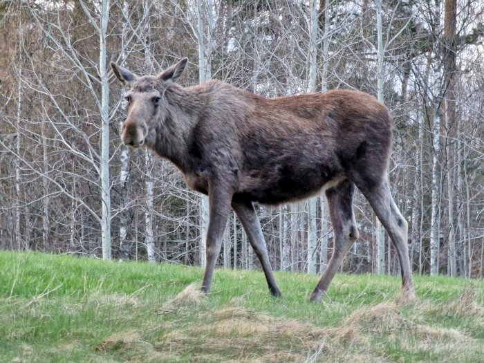 En älg står på en gräsmatta med lövträd i bakgrunden.