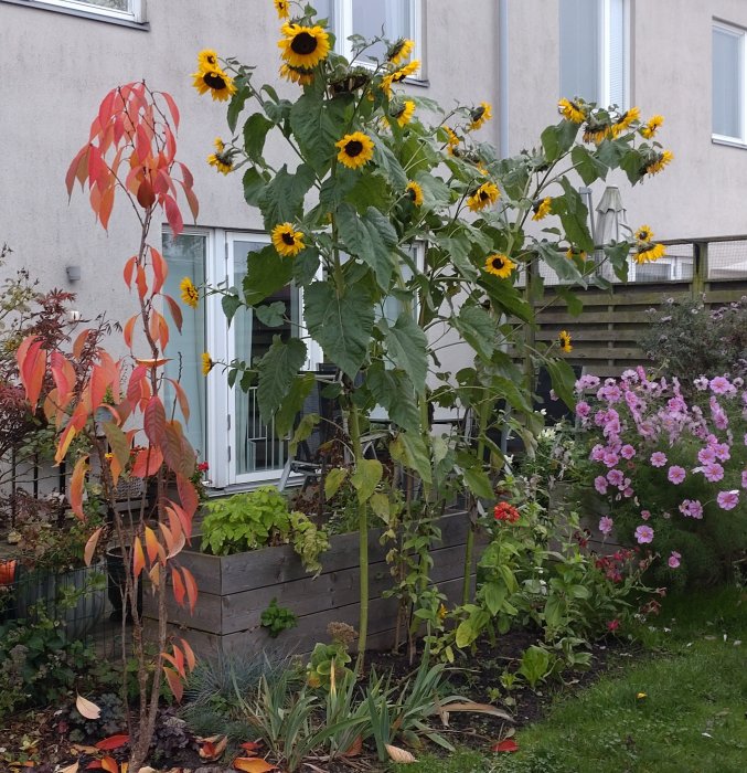 Trädgårdsland med solrosor, rosenbuskar, höstlöv framför hus.