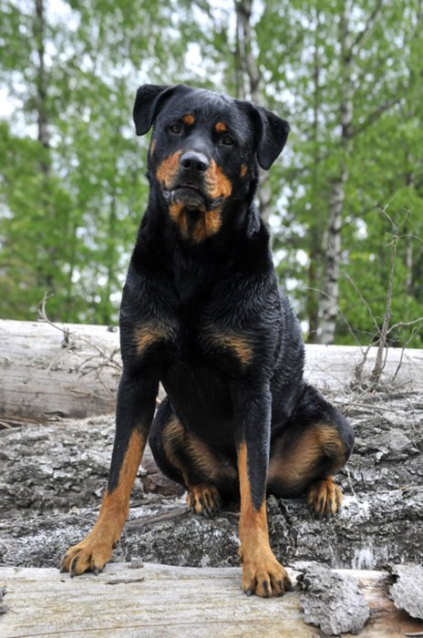 Rottweiler sitter på stockar, bakgrund av gröna träd, ser uppmärksam ut, mörk päls med brun märkning.