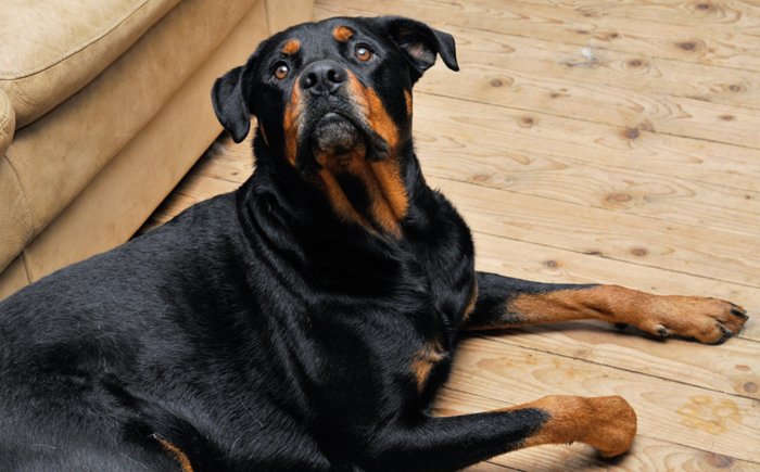 Rottweiler ligger på trägolv bredvid beige soffa, ser uppåt med vakande blick.