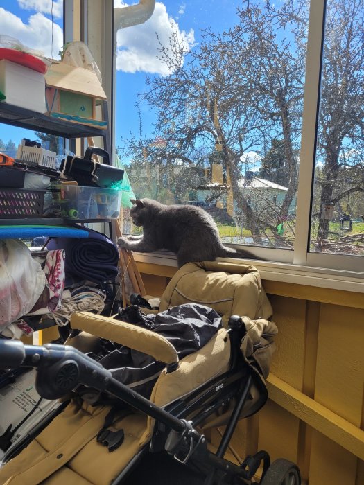 Katt i fönster, soligt, barnvagn och prylar inne, träd och hus utanför.