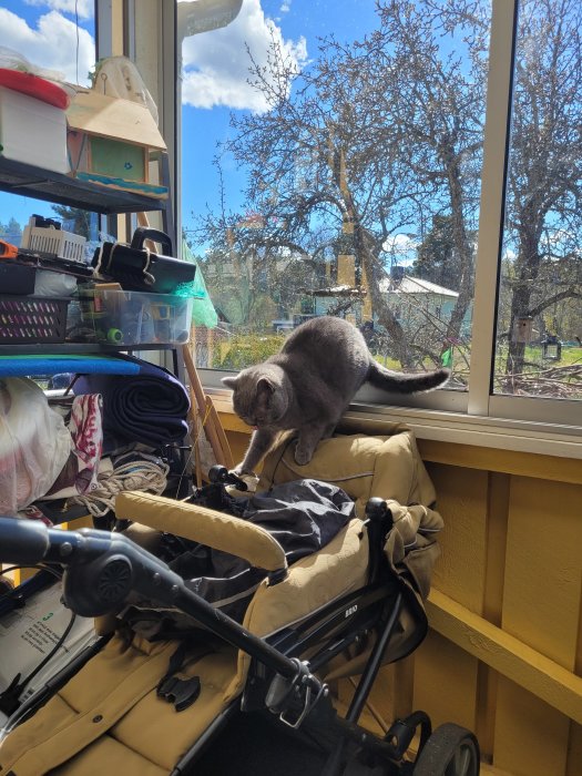 Katt på barnvagn i rörigt rum, soligt utsikt till träd och blå himmel.
