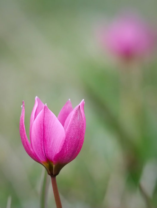 Närbild, rosa knopp framträdande, oskarp blomma i bakgrunden, grön omgivning, makrofotografi, natur, botanik, lugn, skärpedjup.