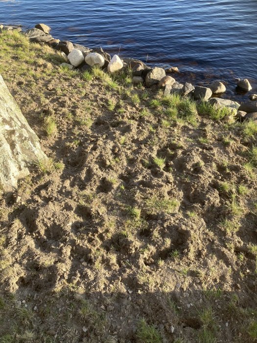 Strandkant med stenar, vatten, och många sporadiska grästuvor på sandig mark med fotavtryck eller spår.
