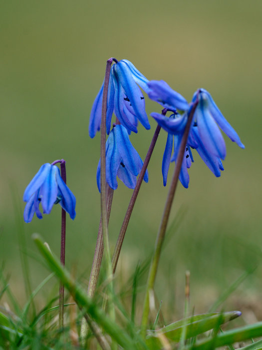 Blå klockformade blommor på tunna stjälkar stående i grönt gräs.