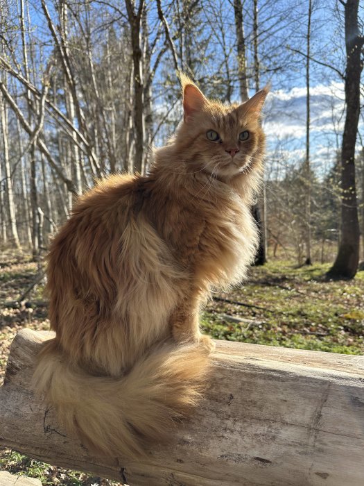 Röd långhårig katt sittande på trästock i soligt skogsglänta.