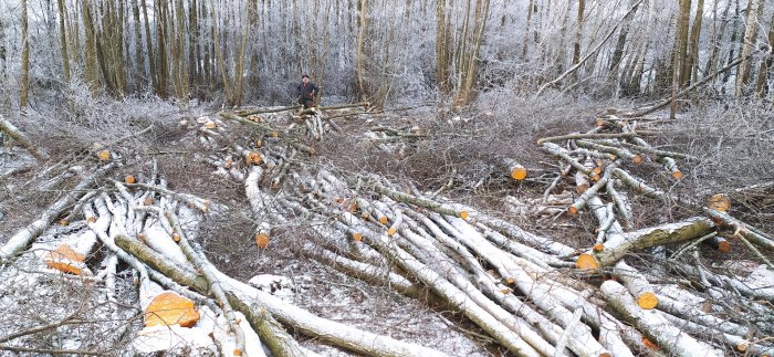 Person står bland nedfallna, avkapade träd i ett snötäckt skogsområde.