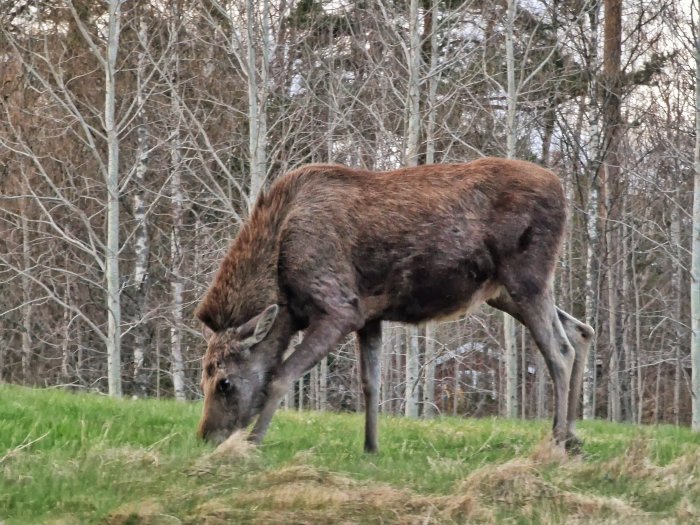 Älg i skogsbryn äter gräs, brun päls, höstlig eller vår scen, utan horn.