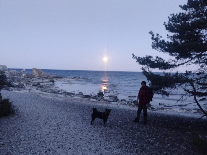 Havet vid skymning, stenig strand, person och hund, reflektion av solnedgång, träd, lugnt, mörkrets framträdande.