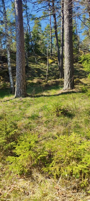 Skogsmark med träd, mossa och ljusinsläpp. Klart väder. Vår eller sommartid. Undertext indikerar datum och tidpunkt.