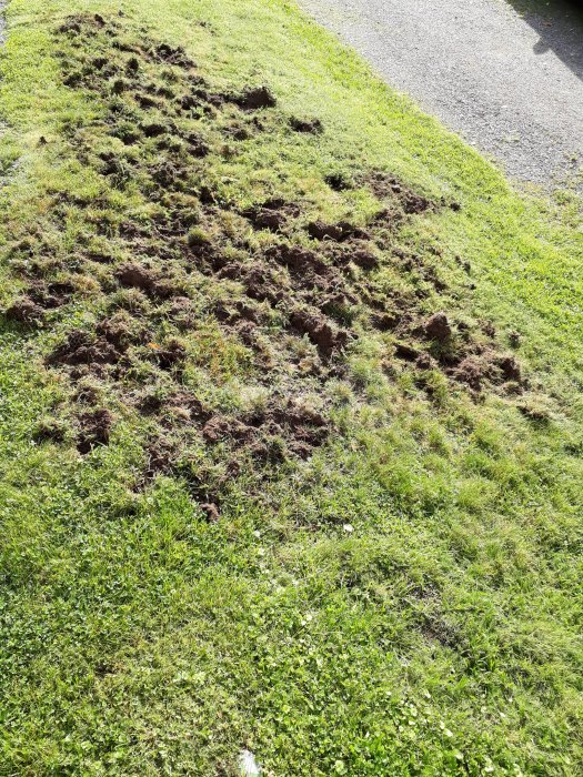 Gräsmatta med upprivet gräs, troligtvis skadad av djur eller verktyg, vid kant av asfalterad väg.