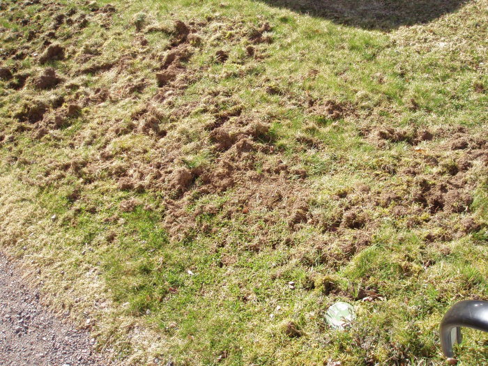 Gräsmatta med skador, troligen grävande djur, delvis solig dag, skugga i hörnet, cykelhandtag nedre högra hörnet.