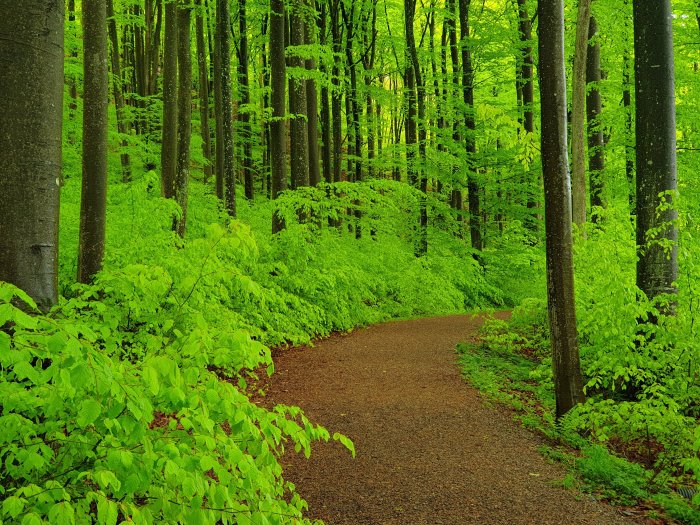 Lush green forest with a meandering path, vibrant foliage, peaceful nature scene, no people visible.