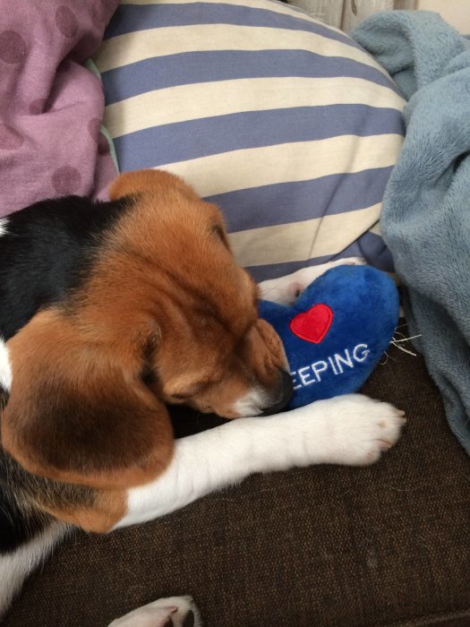 Beagle sover på soffa med hjärta-leksak och kuddar.