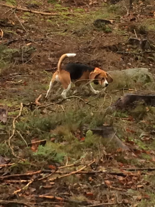 Beagle i skogsmiljö söker något bland löv och grenar.