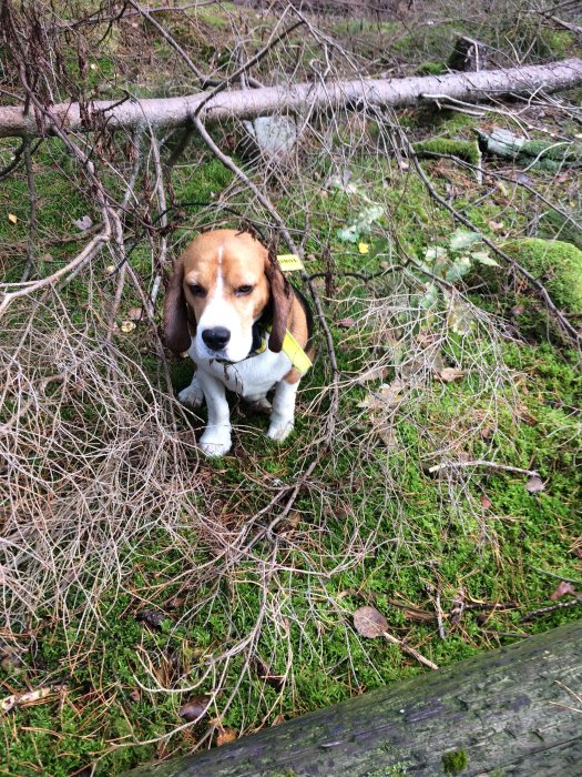 En beagle står i skogen bland fallna grenar och grönt mossa.