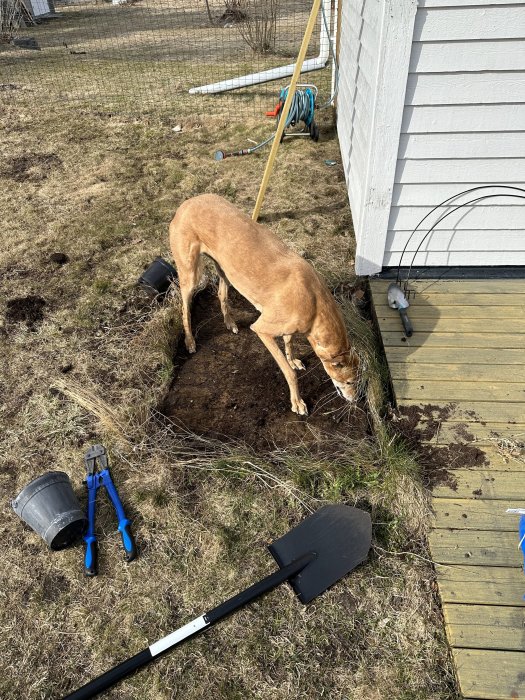 Hund gräver i hål nära hus, trädgårdsverktyg och slangvinda syns.