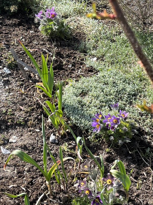 Trädgårdsrabatt i solsken med lila blommor och gröna växter.