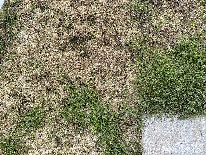 Gräsmatta med skadade delar, torkat och grönt gräs, mark textur, del av trottoar.