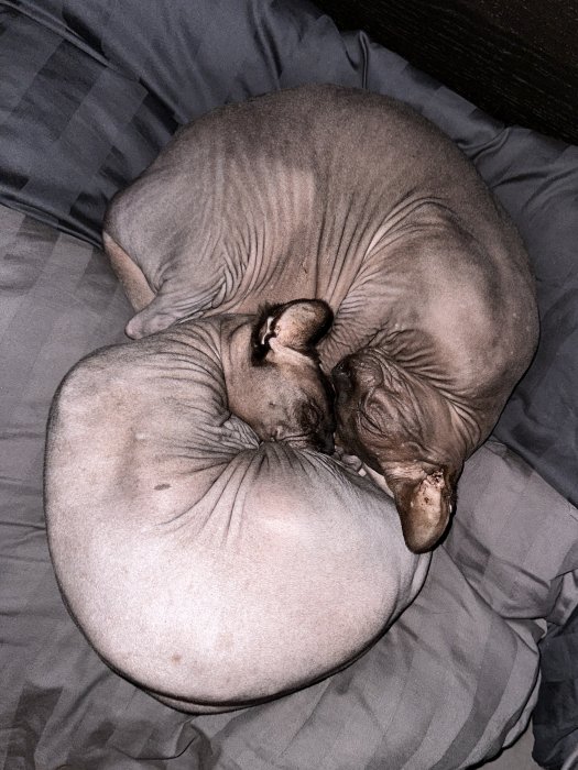 En Sphynx-katt, naken, sover ihopkurad på en mörk säng.