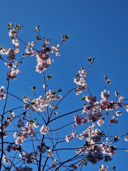 Körsbärsblommor mot klarblå himmel, vårtecken, grenar, rosa och vita blommor, naturfotografi, fridfullt och vackert.