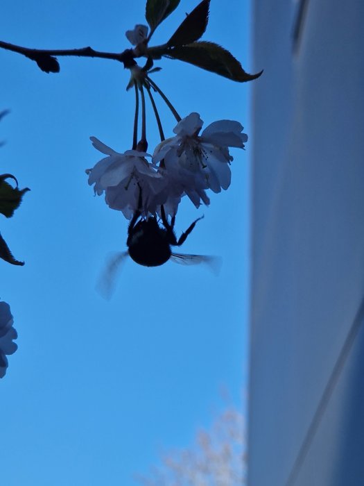 Humla flyger nära blommande körsbärsblommor mot en klarblå himmel.