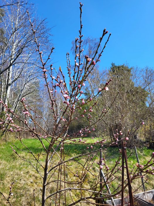 Ett blommande träd i förgrunden, blå himmel och grönskande landskap i bakgrunden, vårtecken, ljus dag.