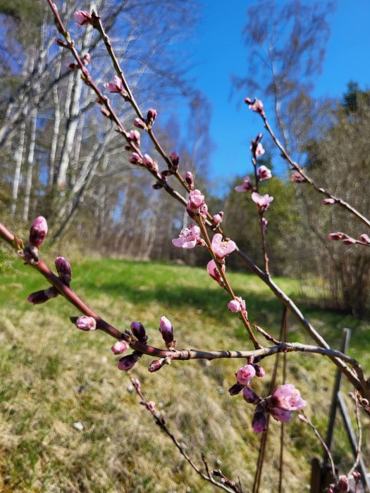 Vårblommande gren med rosa knoppar framför suddig bakgrund av blå himmel och träd.