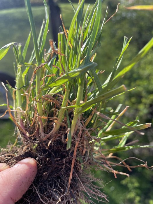 Närbild på grästuv hållen i hand, synliga rötter och jord, solljus, grönt gräs, naturens detaljer.