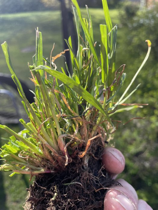 Grästuv i hand, rötter synliga, solljus, gröna blad, närbild.