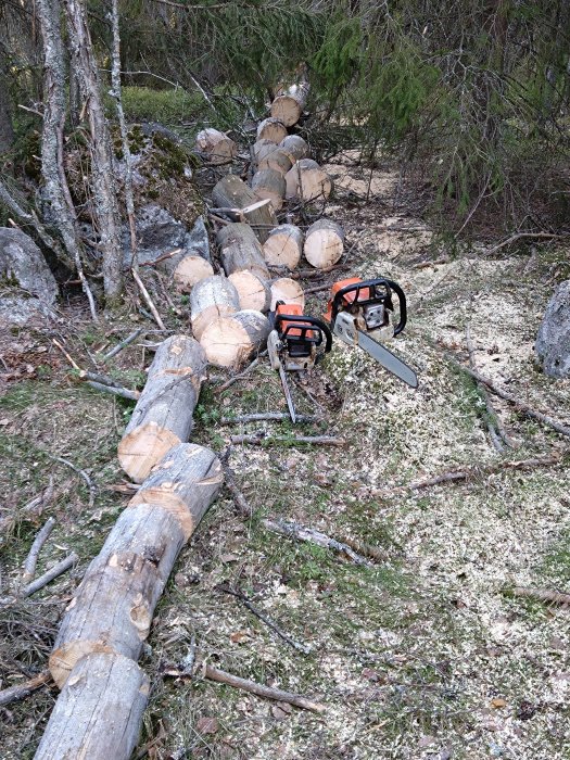 Nedfallen trädstam uppdelad i sektioner, två motorsågar, skogsbotten med spån och grenar.