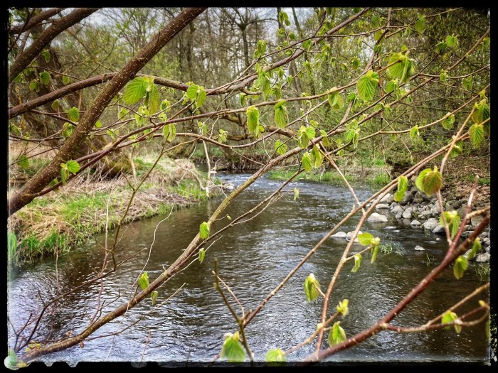 Flod omgiven av grönska och träd med unga löv, naturskön, vårkänsla, stenstrand, fredsfull landskapsbild.