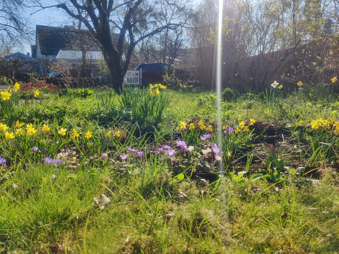 Trädgård med lökväxter, soligt, grönt gräs, lila och gula blommor, hus i bakgrunden, vårkänsla.