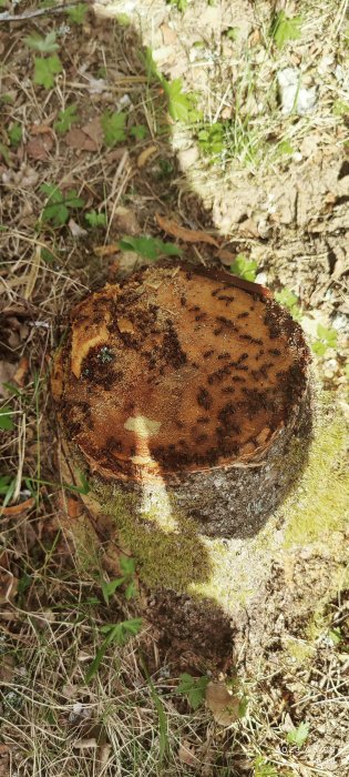 Trädstrump i skogen täckt av myror och mossa, dagsljus, naturens cykel.