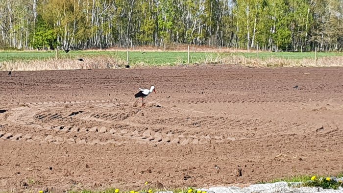 Stork i åker, traktorspår, träd i bakgrunden, klarblå himmel, solig dag.